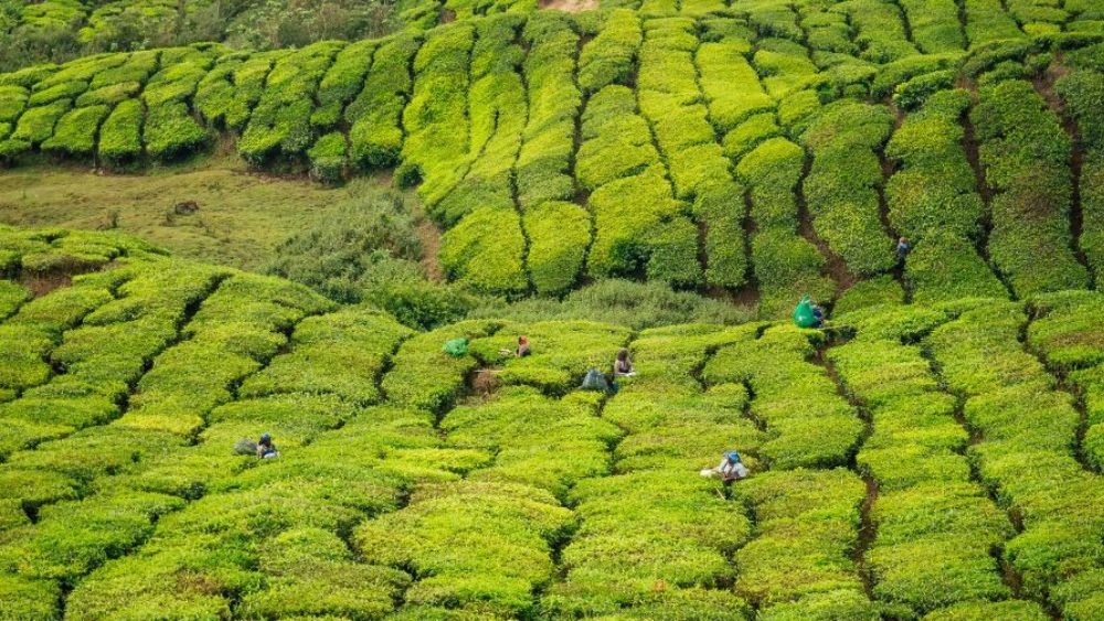 tea plantation aerial view north bengal